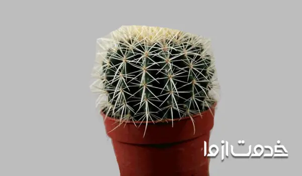 فروکاکتوس شوارتزی